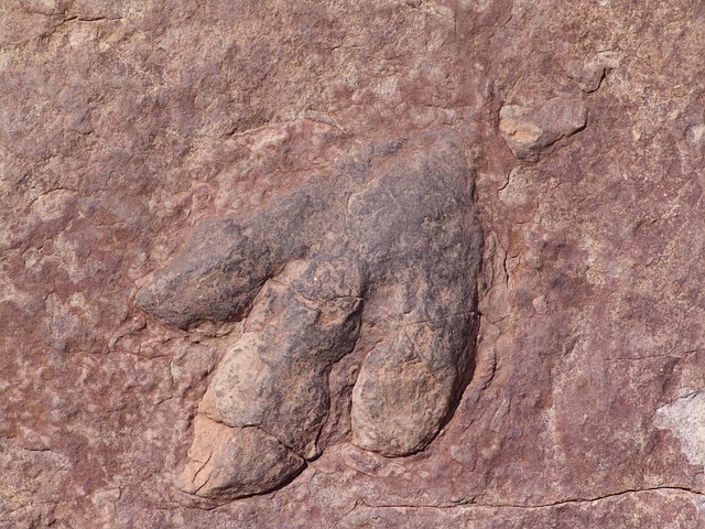 dinosaur fossil footprint moab utah