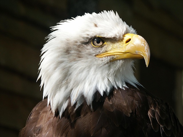 Bald eagle with sharp yellow beak and bright eyes perched in sunlight, representing raptor sightings in Moab’s canyon country.
