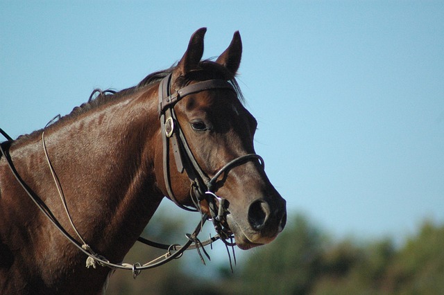 Close-up of a brown horse with a bridle under a clear desert sky near Moab, Utah.